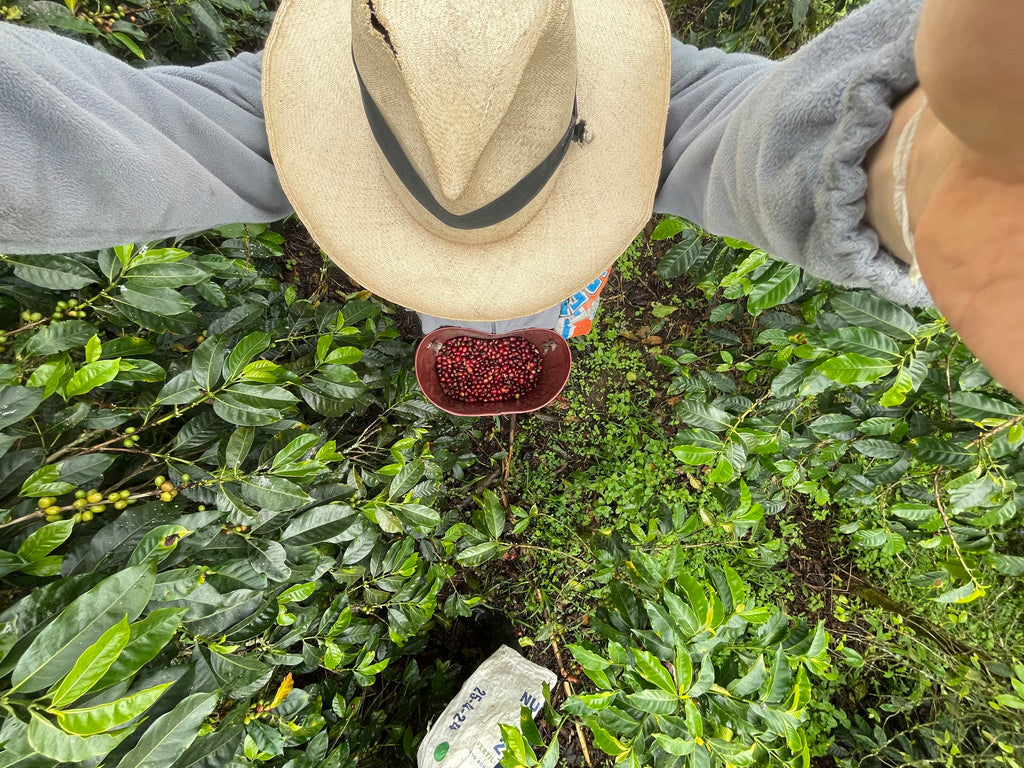 kaffeereise-kolumbien-kaffeeernte-2021