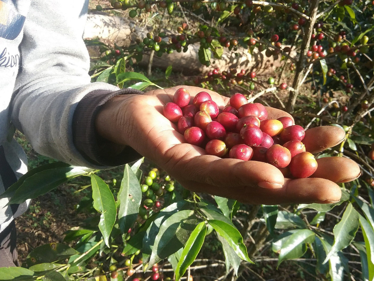 abba-olly-ethiopia-specialty-coffee-picked-coffee