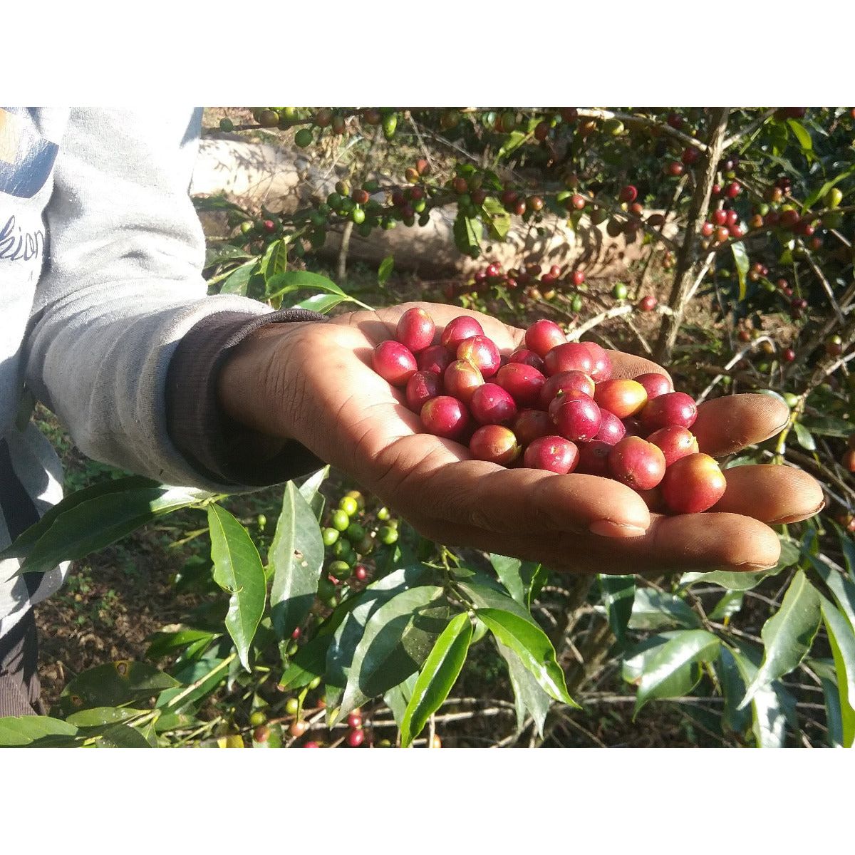abba-olly-ethiopia-specialty-coffee-picked-coffee
