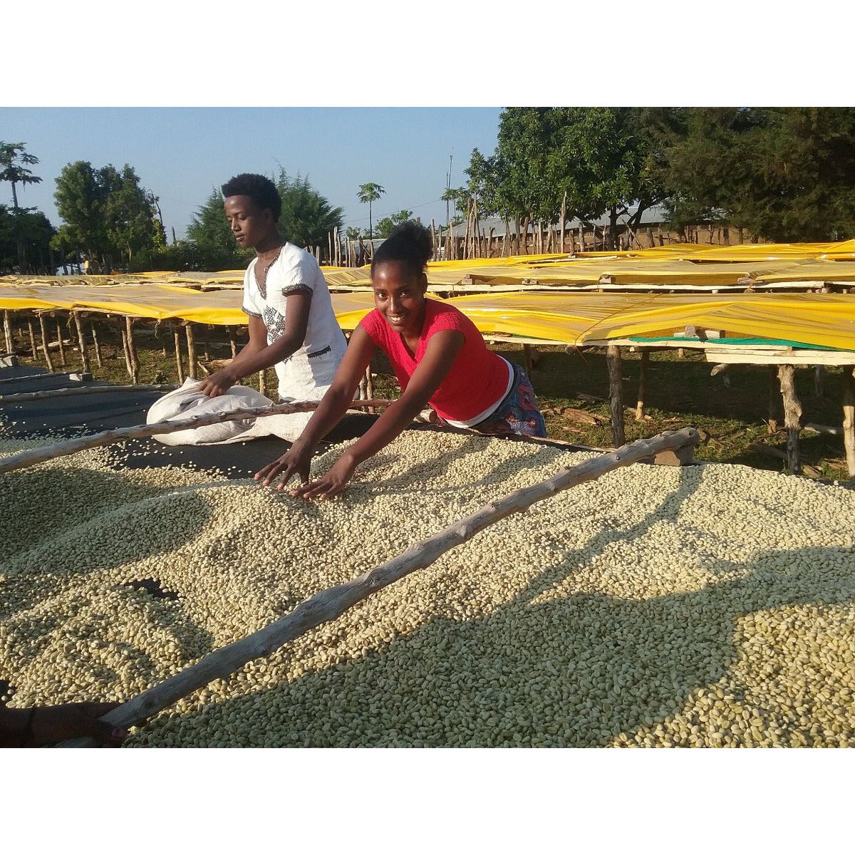 abba-olly-ethiopia-specialty-coffee-drying-coffee-sunbeds