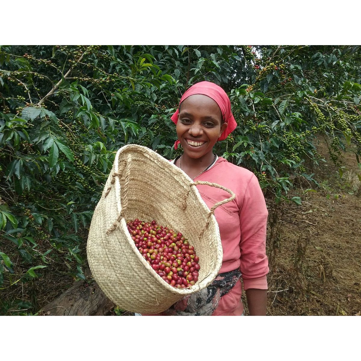 abba-olly-ethiopia-specialty-coffee-coffee-picker