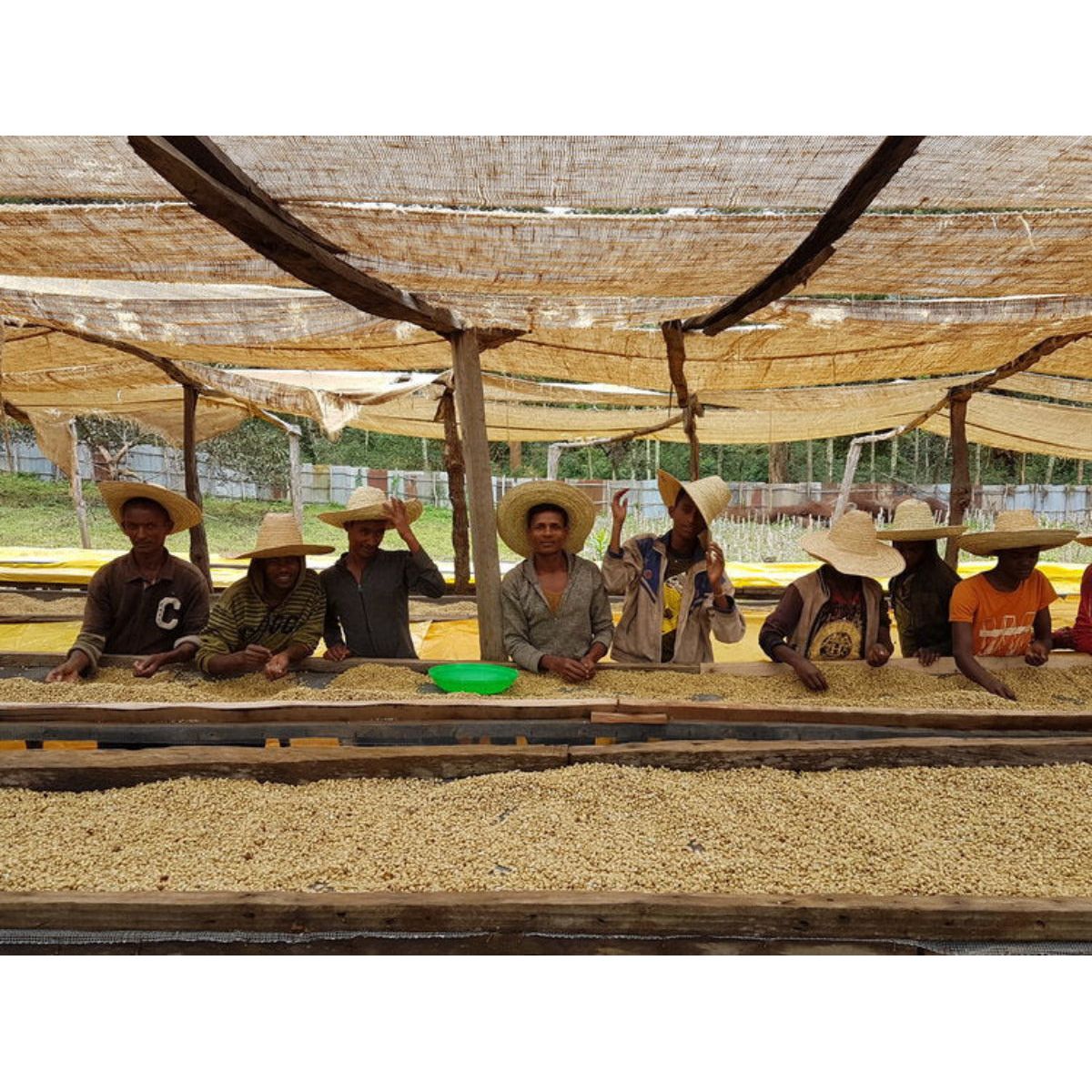 abba-olly-ethiopia-specialty-coffee-drying-and-sorting-coffee-