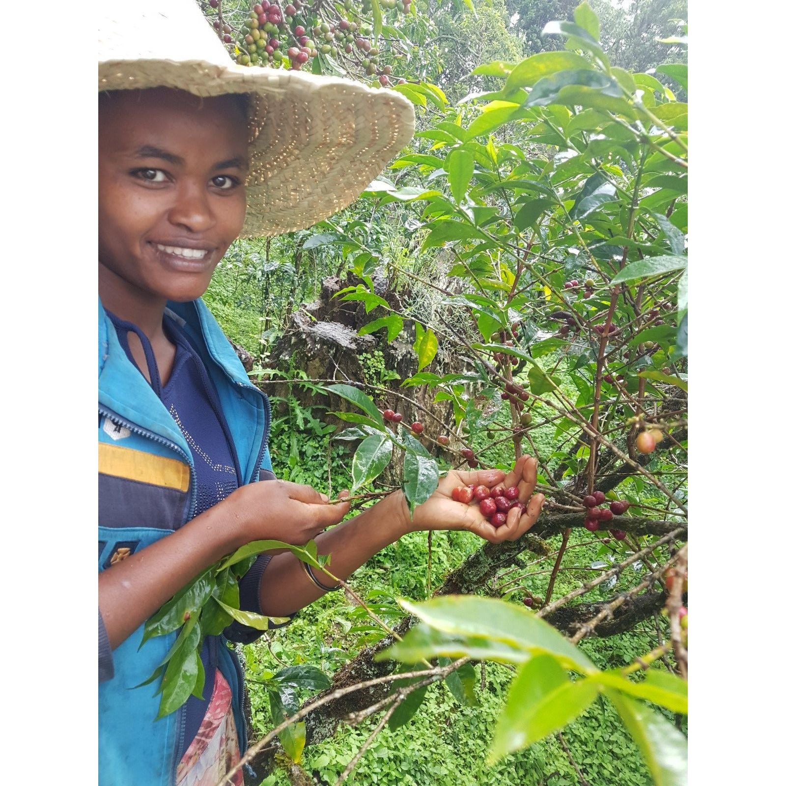 abba-olly-ethiopia-specialty-coffee-picking-coffee