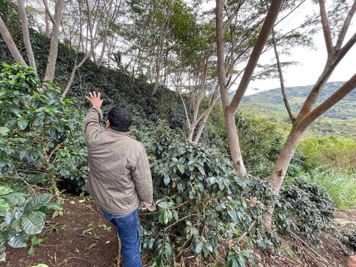toccto-peru-specialty-coffee-agroforestry-farmersvaluefirst