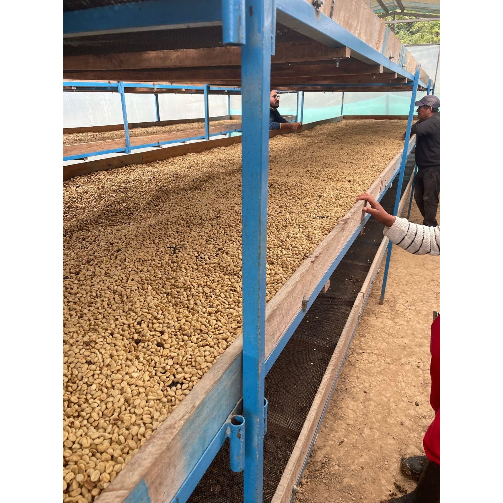 toccto-peru-specialty-coffee-drying-process-farmersvaluefirst