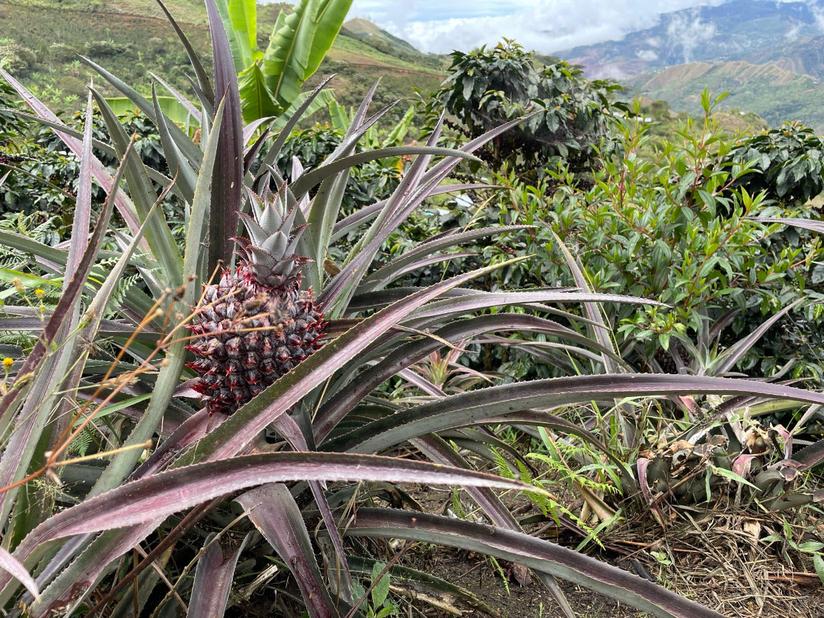 toccto-peru-specialty-coffee-pineapple-coffee-field-farmersvaluefirst