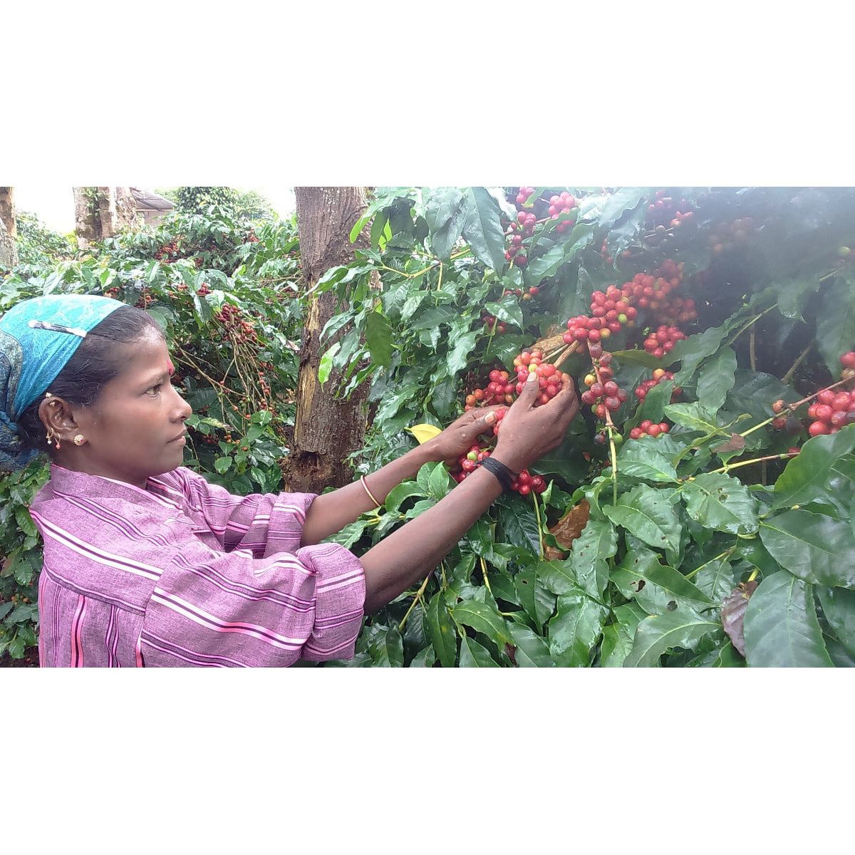 sapota-india-specialty-coffee-harvest