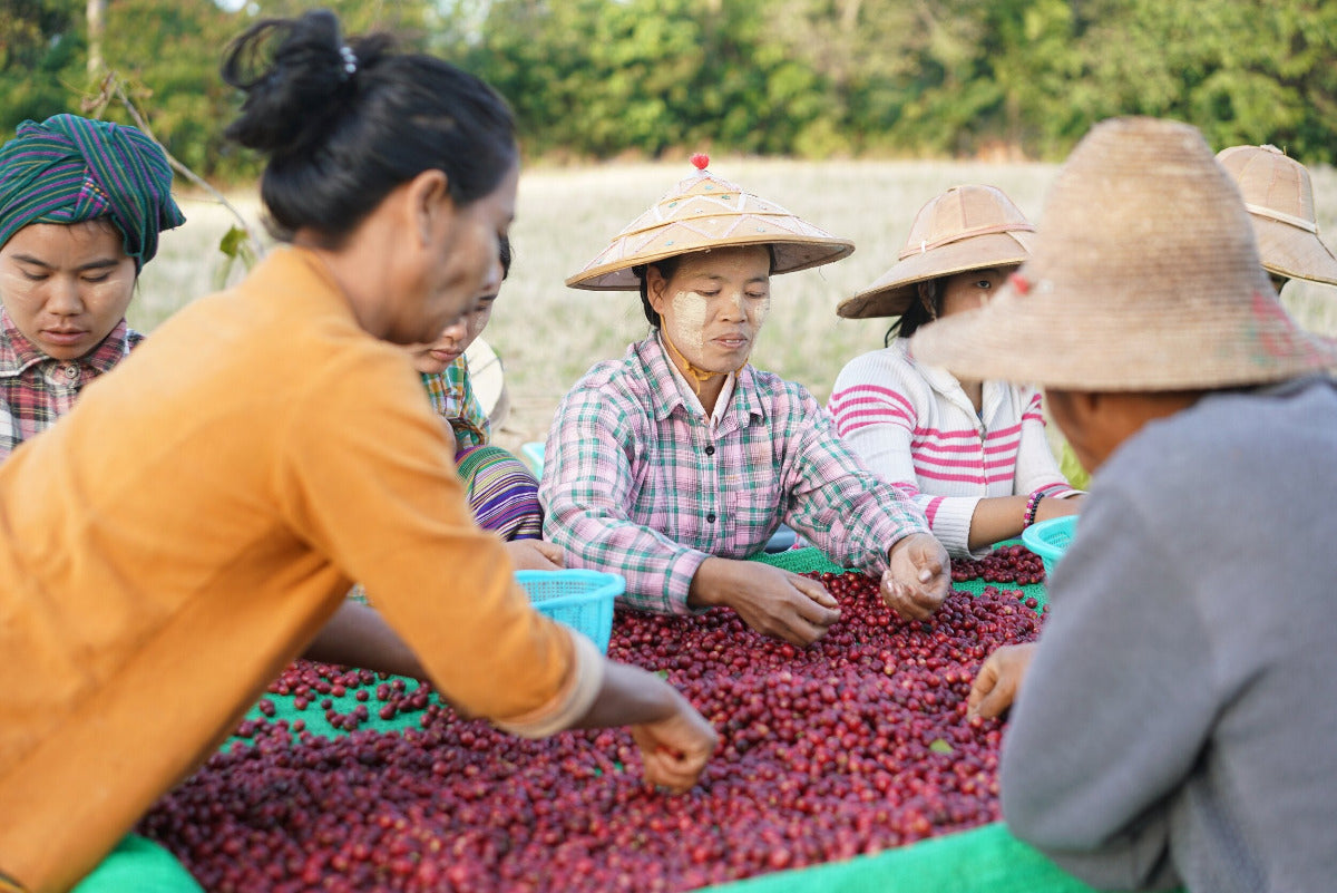 poppy-myanmar-specialty-coffee-sorting