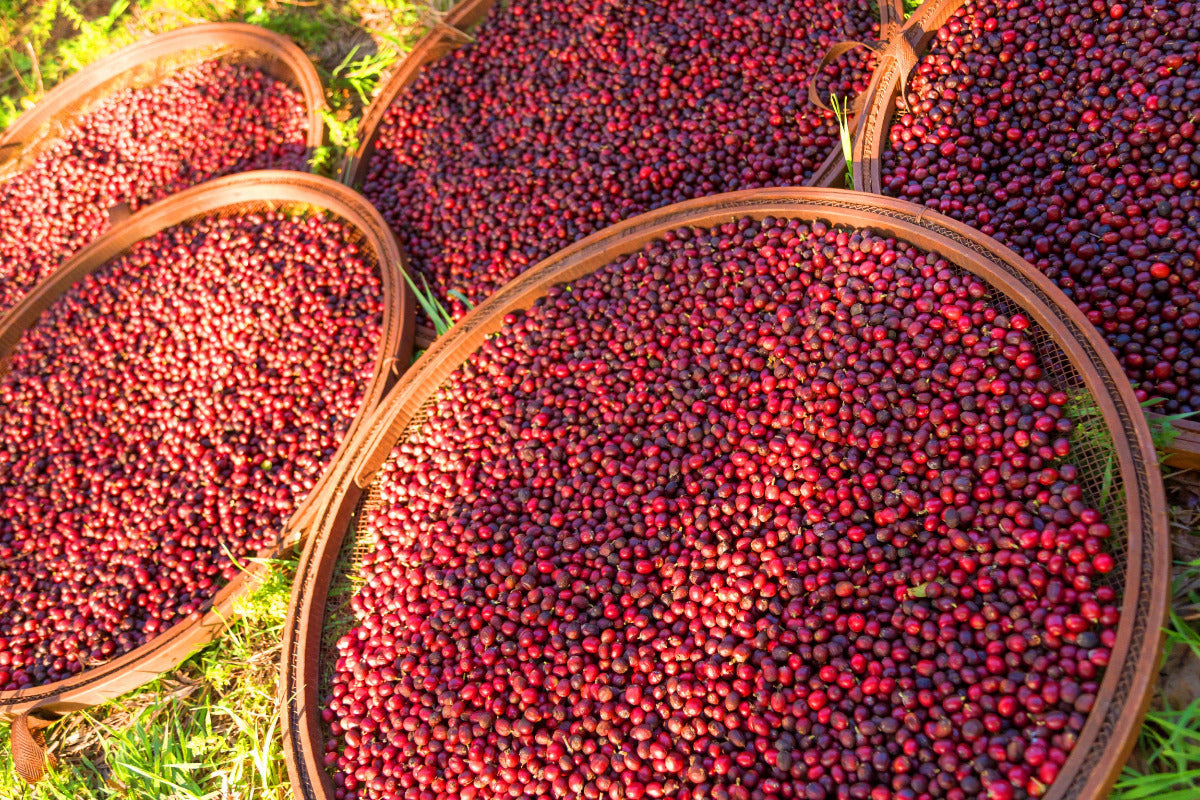 dr-paulo-brazil-specialty-coffee-cherries