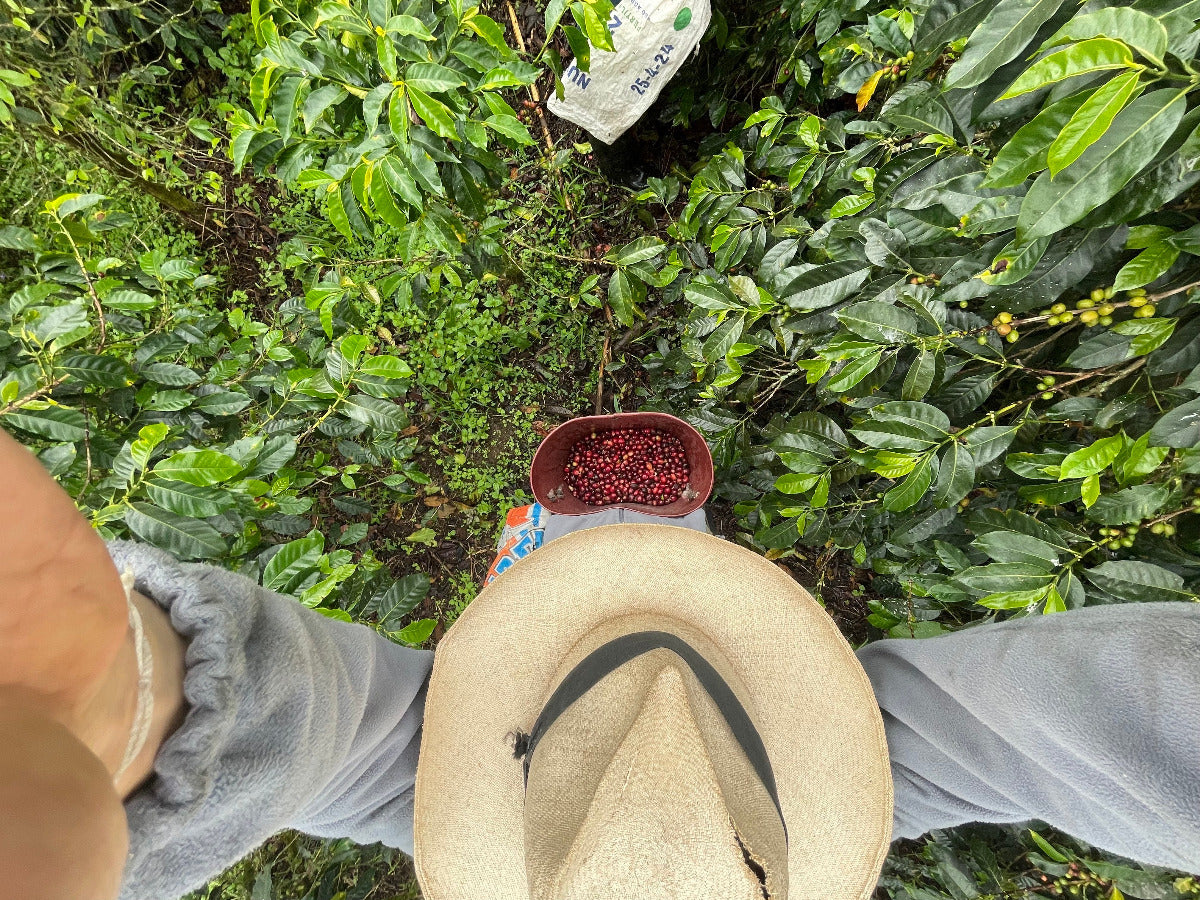 juan-pablo-colombia-specialty-coffee-André-Näder-farmersvaluefirst-coffee-picking